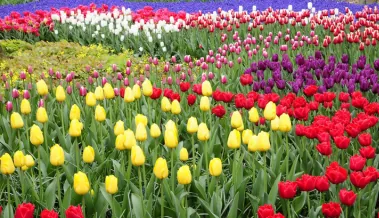Tulipes amsterdam