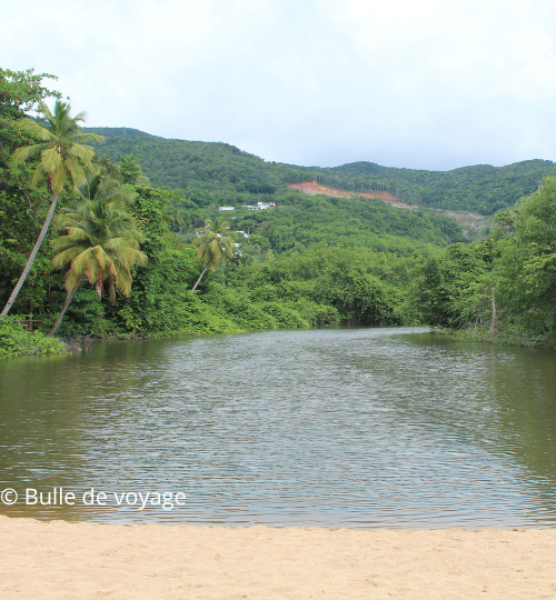 mangrove de la plage de la grande anse guadeloupe